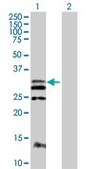 Anti-FLT3LG antibody produced in mouse purified immunoglobulin, buffered aqueous solution
