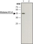 Anti-Histone H1.4 antibody produced in rabbit ~1.0&#160;mg/mL, affinity isolated antibody, buffered aqueous solution