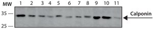 Anti-Calponin antibody, Mouse monoclonal clone hCP, purified from hybridoma cell culture