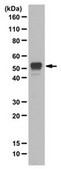 Anti-Cytochrome P450 (scc) Antibody, a.a. 509-526 from rabbit, purified by affinity chromatography