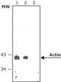 Anti-Rabbit IgG (whole molecule)–Alkaline Phosphatase antibody produced in goat affinity isolated antibody, buffered aqueous solution