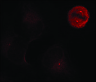 Anti-phospho-MAPK3 (pTyr204) antibody produced in rabbit affinity isolated antibody