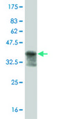 ANTI-MAPKAPK2 antibody produced in mouse clone 1F9, purified immunoglobulin, buffered aqueous solution