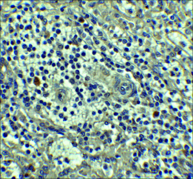 Anti-Caspase-8 antibody produced in rabbit affinity isolated antibody, buffered aqueous solution