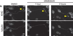 Anti-Kinesin Antibody, heavy chain, a.a.420-445, clone H2 clone H2, Chemicon&#174;, from mouse