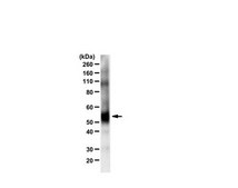 Anti-VGluT1 from rabbit