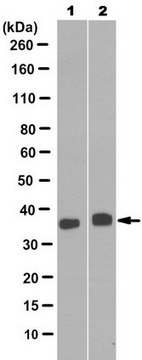 Anti-SPRY1 Antibody, clone 7E6.2 culture supernatant, clone 7E6.2, from mouse