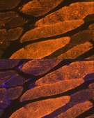 Anti-α-Actin-1 (ATCA1) antibody produced in rabbit