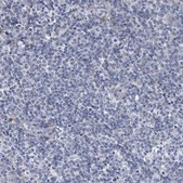 Anti-SPP1 antibody produced in rabbit Prestige Antibodies&#174; Powered by Atlas Antibodies, affinity isolated antibody, buffered aqueous glycerol solution