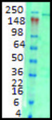 Monoclonal Anti-ITPR1 antibody produced in mouse clone S24-18, 1&#160;mg/mL, purified immunoglobulin