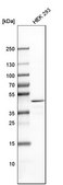 Anti-TARBP2 antibody produced in rabbit Prestige Antibodies&#174; Powered by Atlas Antibodies, affinity isolated antibody, buffered aqueous glycerol solution