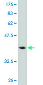 Monoclonal Anti-ITGA1 antibody produced in mouse clone 4G11, purified immunoglobulin, buffered aqueous solution