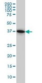 Monoclonal Anti-PGGT1B antibody produced in mouse clone 5E4, purified immunoglobulin, buffered aqueous solution