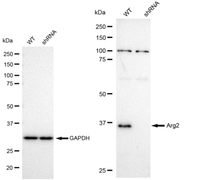 KD-Validated Anti Arg2 Antibody, clone 23GB655, Rabbit Monoclonal clone 23GB655, recombinant rabbit monoclonal, expressed in HEK293 cells