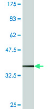 Monoclonal Anti-HOXC5, (N-terminal) antibody produced in mouse clone 1E10, purified immunoglobulin, buffered aqueous solution