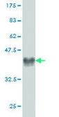 Monoclonal Anti-CRIM1 antibody produced in mouse clone 6E4, purified immunoglobulin, buffered aqueous solution