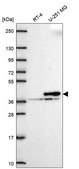 Anti-Cnn2 Antibody Produced In Rabbit Prestige Antibodies&#174; Powered by Atlas Antibodies, affinity isolated antibody, buffered aqueous glycerol solution