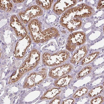 Anti-CHRDL1 antibody produced in rabbit Ab2, Prestige Antibodies&#174; Powered by Atlas Antibodies, affinity isolated antibody, buffered aqueous glycerol solution