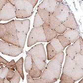 Anti-LMO7 antibody produced in rabbit Prestige Antibodies&#174; Powered by Atlas Antibodies, affinity isolated antibody, buffered aqueous glycerol solution