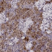 Anti-PNMT antibody produced in rabbit Prestige Antibodies® Powered by Atlas Antibodies, affinity isolated antibody, buffered aqueous glycerol solution