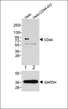 [KO Validated]Anti-CD44 antibody produced in rabbit [Knockout Validated],purified polyclonal antibody, buffered aqueous solution