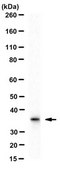 Anti-Prohibitin-2/PHB2 Antibody, clone 7F8E3 clone 7F8E3, from rat
