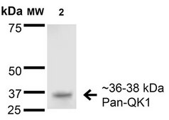 Monoclonal Anti-Task1 Potassium Channel - Hrp antibody produced in mouse clone S374-48, purified immunoglobulin