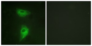 Anti-IGF2R antibody produced in rabbit affinity isolated antibody