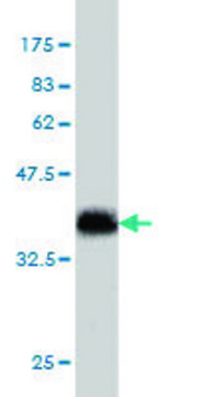 Monoclonal Anti-SLIT3 antibody produced in mouse clone 3C5, purified immunoglobulin, buffered aqueous solution