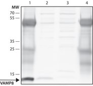 Anti-VAMP-8 (N-terminal) antibody produced in rabbit ~1.5&#160;mg/mL, affinity isolated antibody, buffered aqueous solution