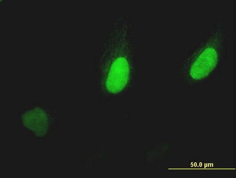 ANTI-PUM2 antibody produced in mouse clone 3E6, purified immunoglobulin, buffered aqueous solution