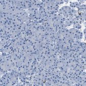 Anti-GAP43 antibody produced in rabbit Prestige Antibodies&#174; Powered by Atlas Antibodies, affinity isolated antibody, buffered aqueous glycerol solution