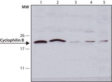 Anti-Cyclophilin B antibody, Mouse monoclonal clone CYPB-3, purified from hybridoma cell culture