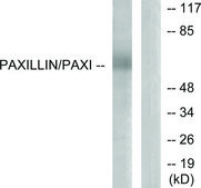 Anti-Paxillin antibody produced in rabbit affinity isolated antibody