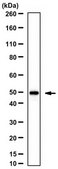 Anti-Corticotropin-Releasing Factor Receptor 2 Antibody 1.0&#160;mg/mL, from rabbit