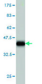 Monoclonal Anti-MAN1B1 antibody produced in mouse clone 6B1, purified immunoglobulin, buffered aqueous solution