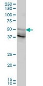 Monoclonal Anti-FOXA2 antibody produced in mouse clone 1C7, purified immunoglobulin, buffered aqueous solution