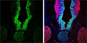 Anti-SOX2 antibody produced in rabbit
