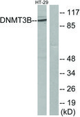 Anti-DNMT3B antibody produced in rabbit affinity isolated antibody