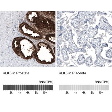 Monoclonal Anti-KLK3 antibody produced in mouse Prestige Antibodies&#174; Powered by Atlas Antibodies, clone CL9414, purified immunoglobulin, buffered aqueous glycerol solution