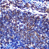 Anti-HLA-DQA1 antibody produced in rabbit