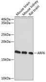 Anti-ARF6 antibody produced in rabbit