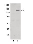 Anti-phospho-JAK2 (Tyr1007/1008) Antibody Upstate&#174;, from rabbit