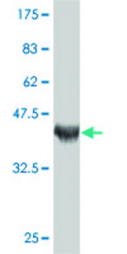 Monoclonal Anti-TSGA2 antibody produced in mouse clone 3G6, purified immunoglobulin, buffered aqueous solution