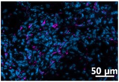 Anti-SUCNR1/GPR91 Antibody, clone 1N21 ZooMAb&#174; Rabbit Monoclonal recombinant, expressed in HEK 293 cells