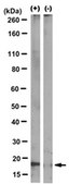 Anti-Caspase3 (active form) Antibody, clone 3D9.3 clone 3D9.3, from mouse