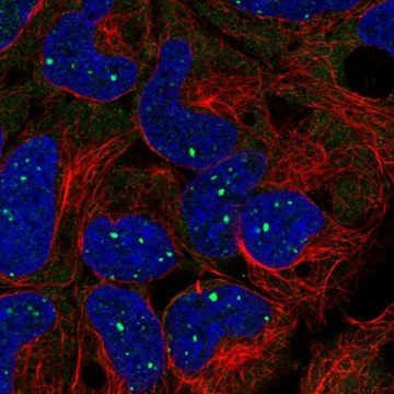 Anti-BMI1 antibody produced in rabbit Prestige Antibodies&#174; Powered by Atlas Antibodies, affinity isolated antibody