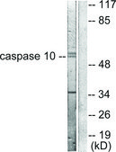 Anti-CASP10 antibody produced in rabbit affinity isolated antibody
