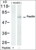 Anti-PXN (Ab-88) antibody produced in rabbit affinity isolated antibody