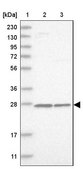 Anti-MRPS7 antibody produced in rabbit Prestige Antibodies&#174; Powered by Atlas Antibodies, affinity isolated antibody, buffered aqueous glycerol solution, Ab2
